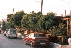 KOSTAS TAVERN